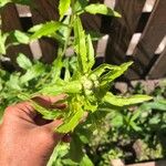 Erigeron annuus (L.) Pers.Leaf