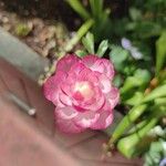 Ranunculus asiaticus 花