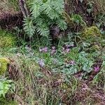 Cyclamen repandum Квітка