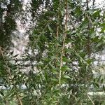 Melaleuca styphelioides ഇല