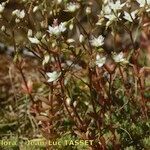 Sedum monregalense Habitat