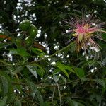 Caryocar microcarpum Flower