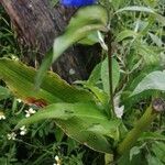 Commelina tuberosa পাতা