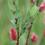 Salix caesia Leaf