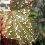 Begonia maculataList