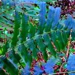 Dryopteris hirtipes Blad