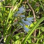 Allium triquetrum Çiçek