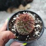 Mammillaria backebergiana Liść