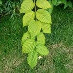 Rhodotypos scandens Leaf