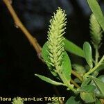 Salix pedicellata Altro