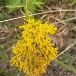 Solidago odora Цвят