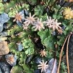 Saxifraga paniculataList