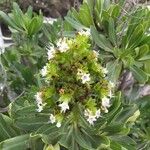 Echium decaisnei Flower