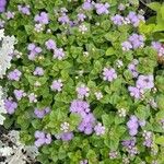 Ageratum houstonianumKwiat