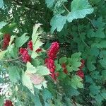 Viburnum opulusFruit