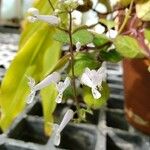 Plectranthus oertendahlii 花