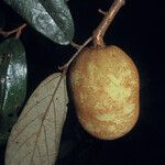 Theobroma subincanum Fruit