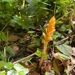 Orobanche flava Blüte