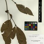 Protium unifoliolatum Otro