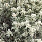 Teucrium dunense Hábito