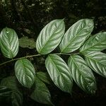 Ormosia coutinhoi Лист