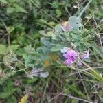 Lespedeza violacea Žiedas