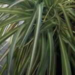 Chlorophytum comosum List