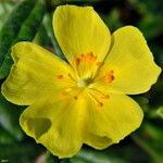 Helianthemum corymbosum Flor