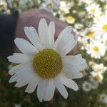 Leucanthemum vulgare (Vaill.) Lam.Цвят