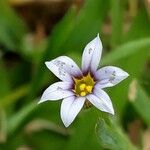 Sisyrinchium rosulatum Квітка