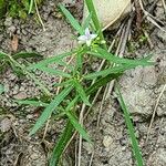 Houstonia longifolia Virág