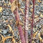 Cornus sericeaবাকল