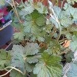 Geranium × oxonianum Hábito