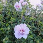 Hibiscus syriacus आदत