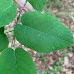 Amelanchier laevis Leaf