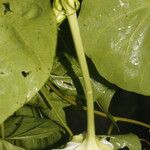 Ipomoea alba Blatt