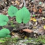 Dioscorea villosa Blatt