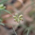 Dactyloctenium radulans Flor
