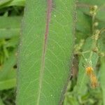 Lactuca virosa Leaf