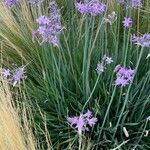 Tulbaghia violacea Kvet