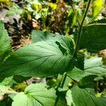 Scrophularia alpestris Leaf