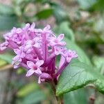 Syringa pubescensFlor