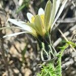 Mutisia hamata Blomma