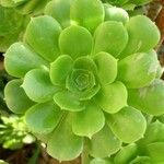 Aeonium arboreum Leaf