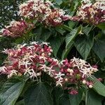 Clerodendrum trichotomum Квітка