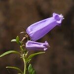 Favratia zoysii Flor