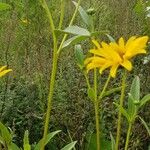 Helianthus pauciflorus Flor