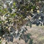 Ficus rubiginosa Foglia