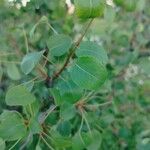 Pyrus bourgaeana Leaf