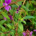 Cuphea procumbens List